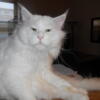 We are offering Stud Service from our Maine Coon Majestic Snowy Knight - Snow! 