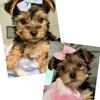 CKC yorkie puppies male and female