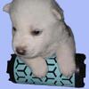 Brand New AKC Husky Puppies (Ready November 2025)