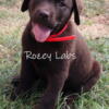 AKC English Chocolate Lab Female Puppy. Ready to Go! 