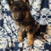 AKC German shepard puppie