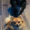 Solid black Male Pomeranian full thick coat