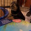 Champion bloodline. Rottweiler puppies ready 2/9/25 located in NWI, Akc registered, parents on site. 