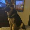 2 year old female German Shepherd