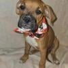 Male Fawn Boxer puppy Rip