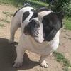 Stud only micro bully