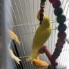 Yellow Canary for sale
