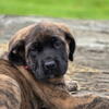 Akc English mastiffs