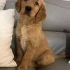 Beautiful golden retriever puppies