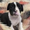 Exotic Black & White Bully Boy