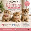 Scottish kittens