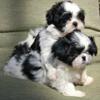 Iso a male shih-tzu puppy/adult.