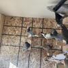 English Highflying Tipplers