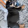 Black Tri English Bulldog Puppy For Sale