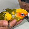 SUN CONURE BABE