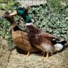 Male and Female pair of Crested Ducks!