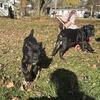 Cane Corso Puppies born 9/9