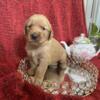 AKC Golden Retrievers available