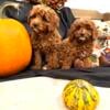 8 week old Cavapoos 