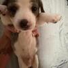Litter of 3 miniature purebred dachshund's puppies