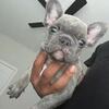 French Bulldog Puppies