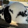 Mini Lop Bucks For Sale