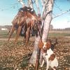 AMERICAN BRITTANY PUPS