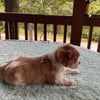 Cavalier King Charles