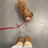 Mini poodle pup