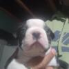 AKC Boston terrier pups 3 male 3 female available