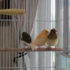 4 month old Female Canaries for sale!