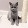 British Shorthair kittens