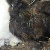 Silkie roosters