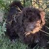 MINI LABRADOODLES