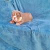 English Bulldog Puppies AKC