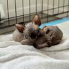 I have TWO Canadian Sphynx for sale!