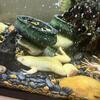 3 African Albino Clawed Frogs