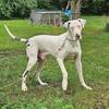 Great Dane