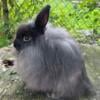 Jersey Wooly Bunny looking for his forever home