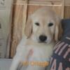 AKC Golden Retriever Puppies