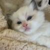 3 female and 1 male Seal Point Bicolor Ragdoll kittens . They are TICA registered