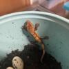 Crested geckos babies