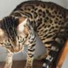 Gorgeous Brown Spotted Bengal Male