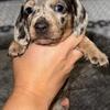 Mini Dachshund Puppies - 5 WEEKS OLD