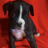 Standard Baby Boxer all sweetness