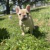 French bulldog rehoming