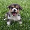 Pembroke Welsh Corgi Puppy Male - READY!