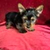 Yorkie Tcup Baby Boy