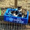 Low-price Rehoming Alaskan Klee Kai pups