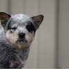 Akc Registered, genetically health tested Australian Cattle Dog Puppies